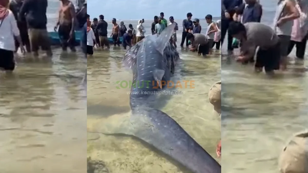 Laut Surut Jadi Kendala, Hiu Tutul Raksasa 5 Ton Akhirnya Mati