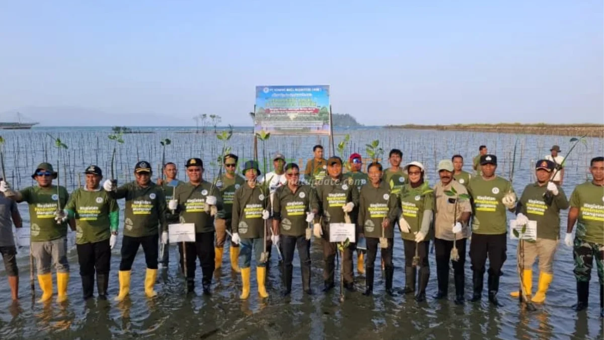 5.000 Mangrove Ditanam di Pesisir Tinobu, Upaya Menjaga Ekosistem Pantai Konut